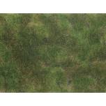 Groundcover Foliage olive green